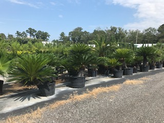 cycas-riuminiana-sago-palm-cycad