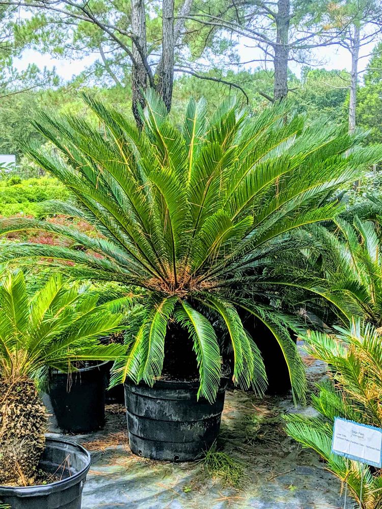 cycas-riuminiana-sago-palm-cycad