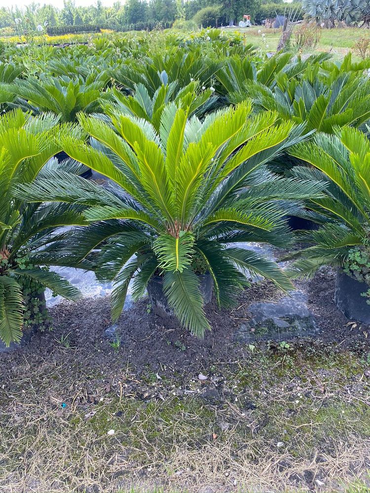cycas-riuminiana-sago-palm-cycad