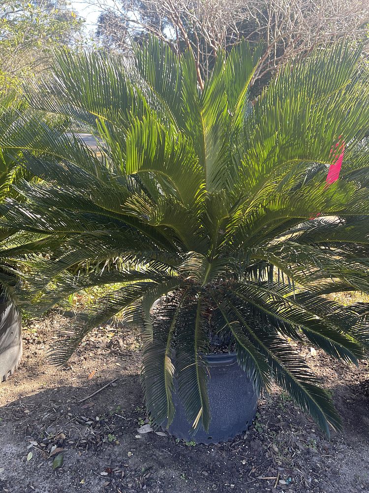 cycas-riuminiana-sago-palm-cycad