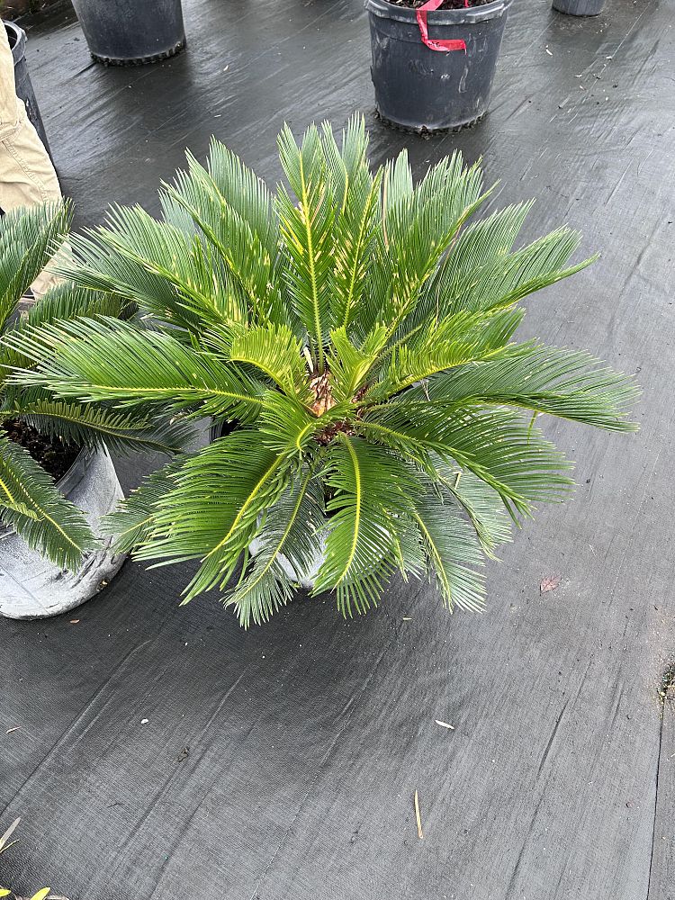 cycas-riuminiana-sago-palm-cycad