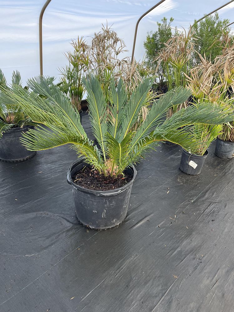 cycas-riuminiana-sago-palm-cycad