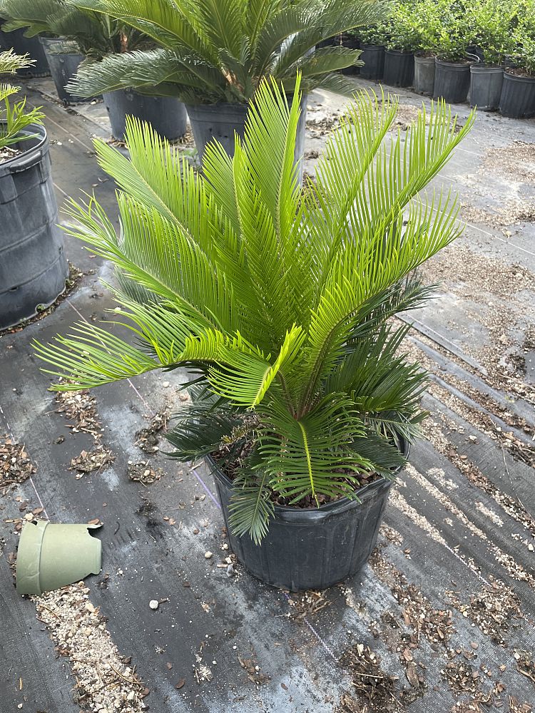 cycas-riuminiana-sago-palm-cycad