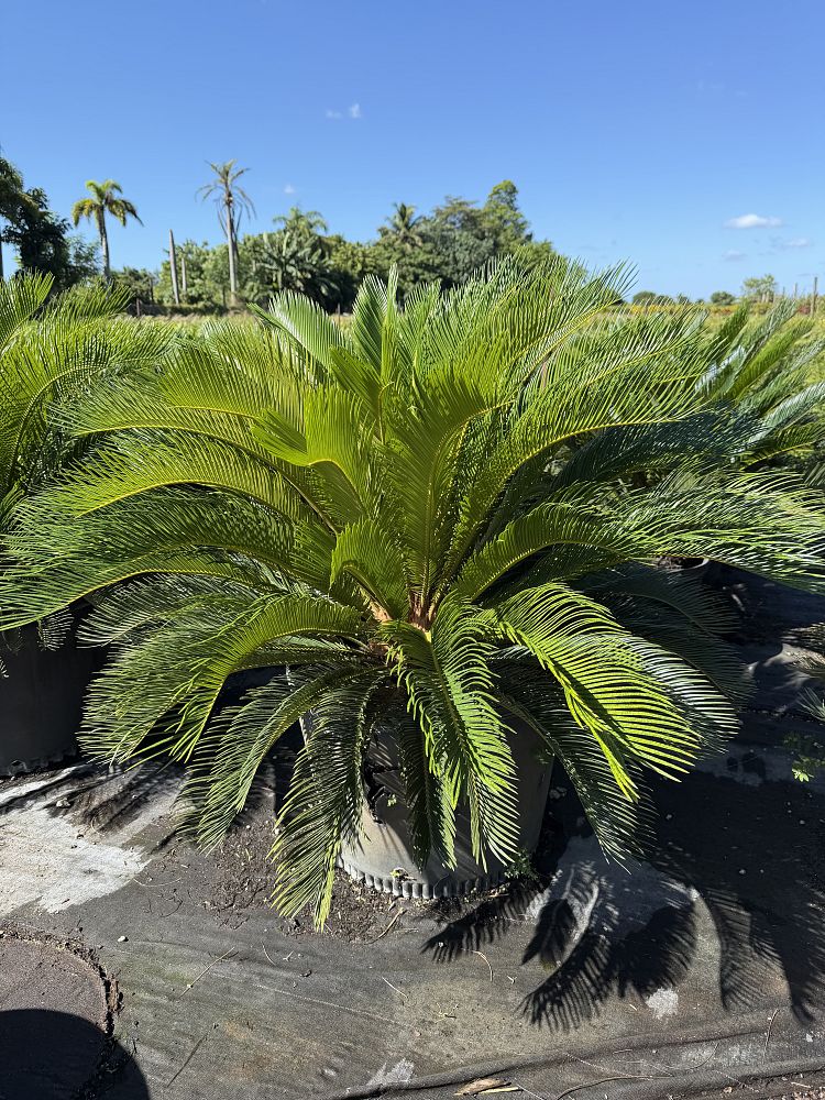 cycas-riuminiana-sago-palm-cycad