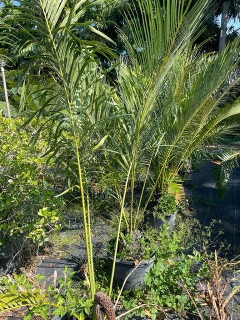 cycas-rumphii