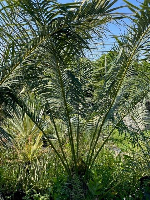 cycas-rumphii