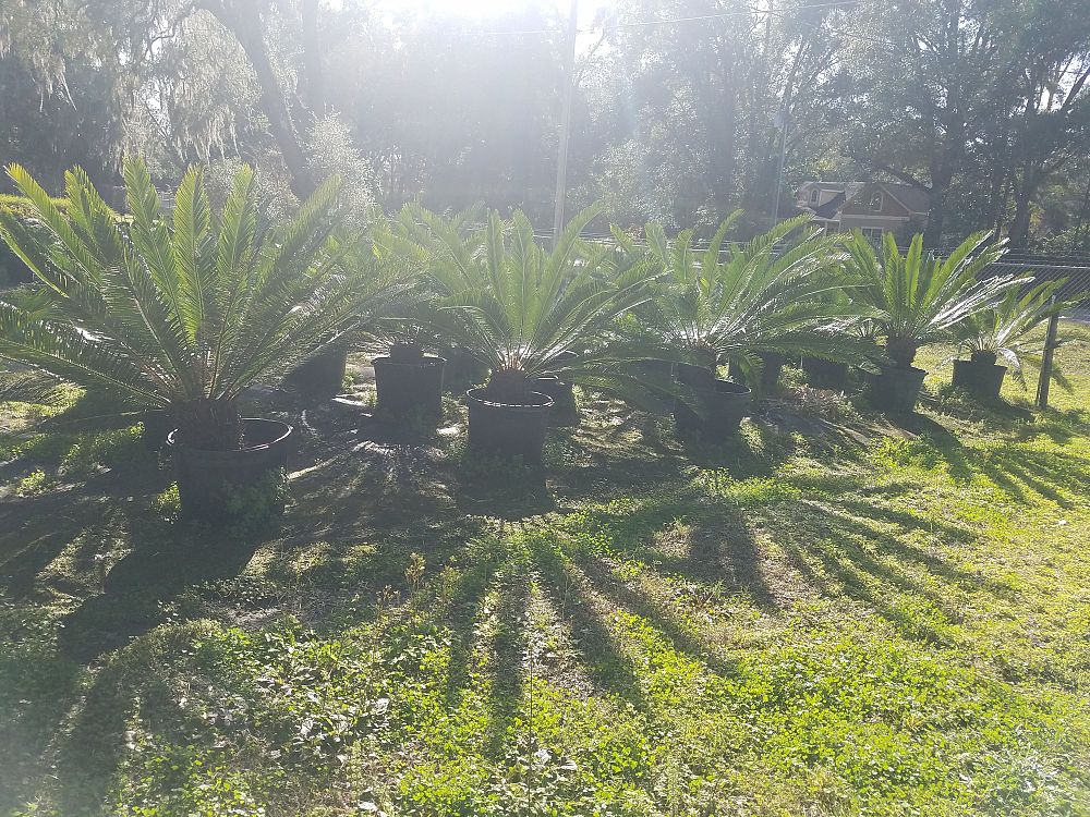 cycas-taitungensis-emperor-sago-prince-sago-cycad