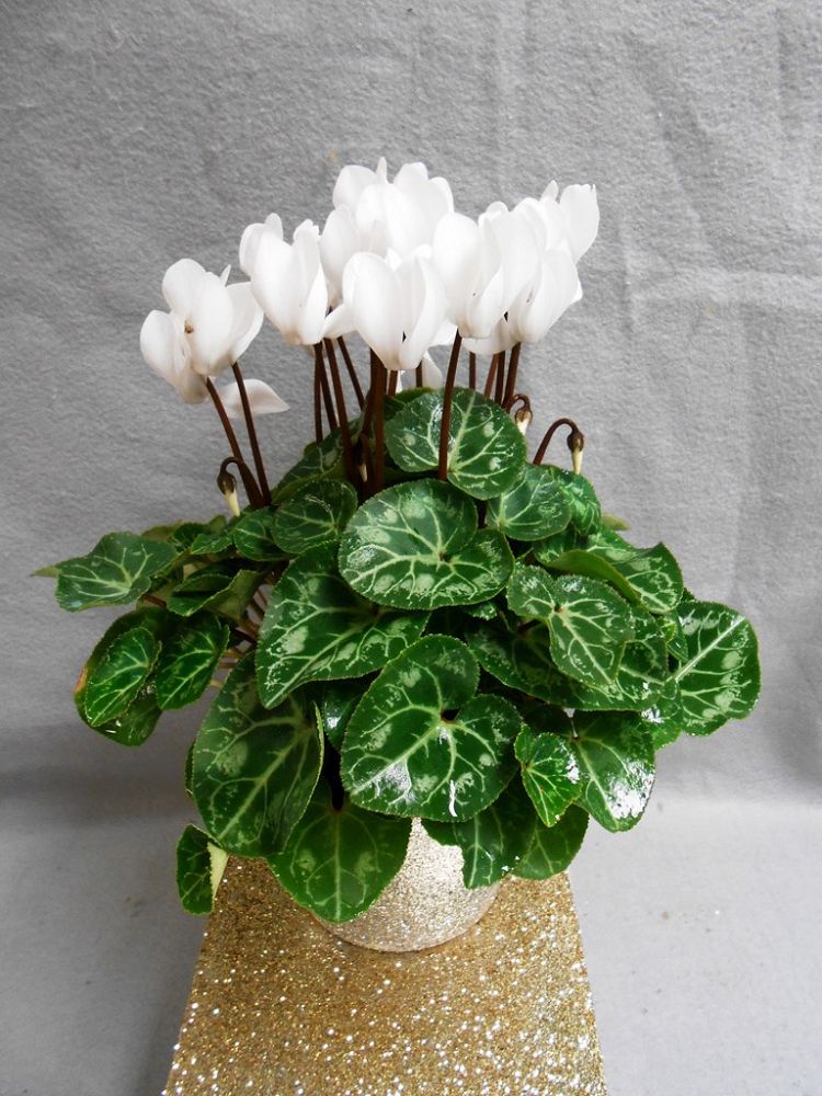 cyclamen-persicum-florist-s-cyclamen
