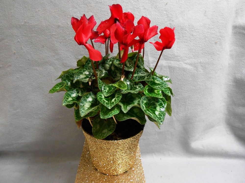 cyclamen-persicum-florist-s-cyclamen