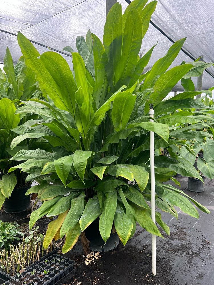 cyclanthus-bipartitus