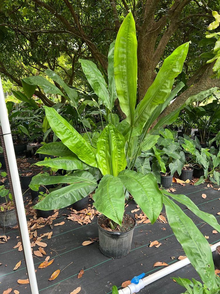 cyclanthus-bipartitus