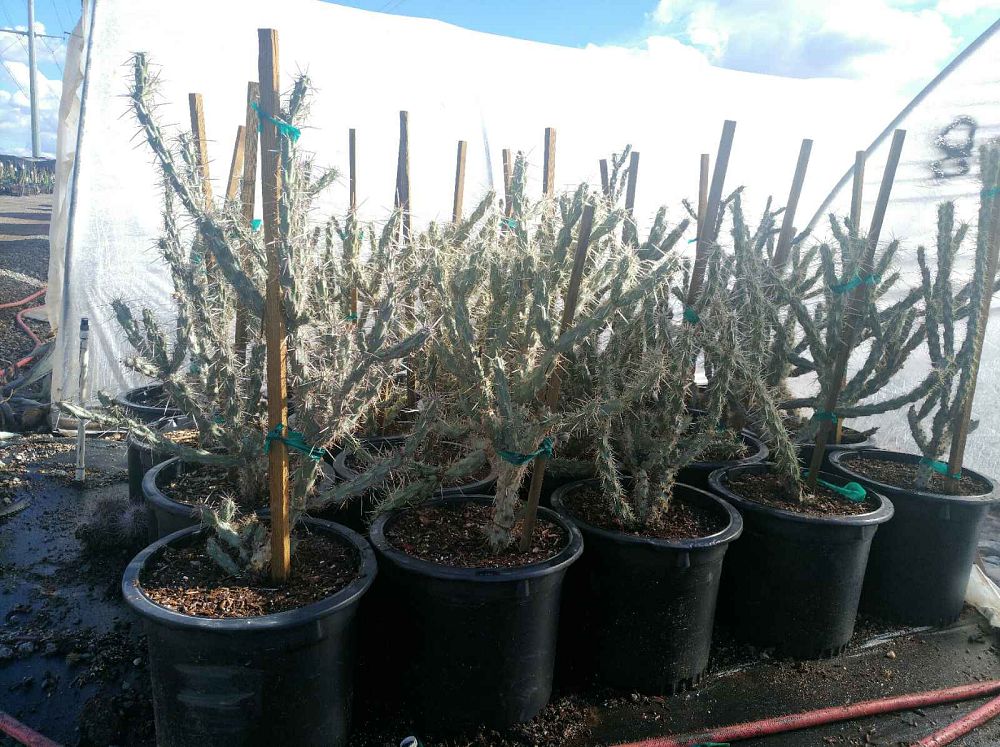 cylindropuntia-bigelovii-cholla-guera-golden-spined-jumping-cholla-teddy-bear-cholla