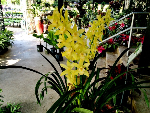 cymbidium