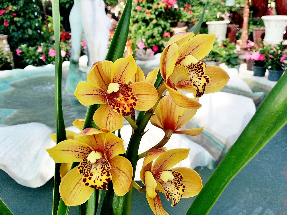 cymbidium