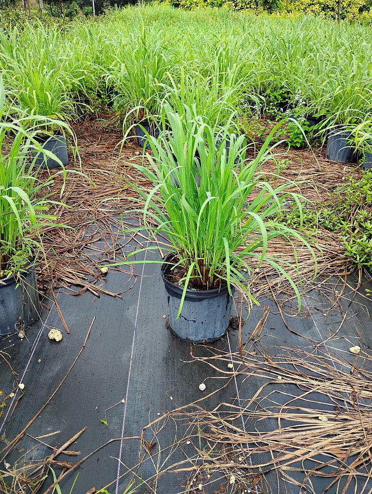 cymbopogon-ambiguus-scent-grass-australian-lemon-grass