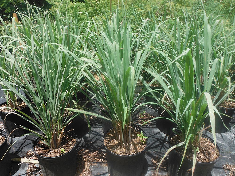 cymbopogon-citratus-lemongrass