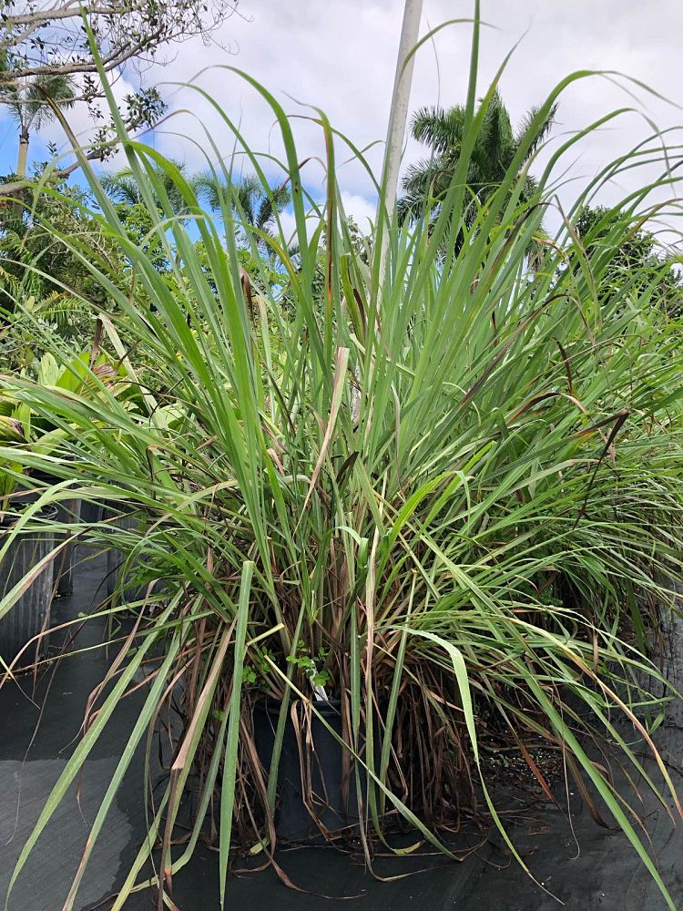 cymbopogon-citratus-lemongrass