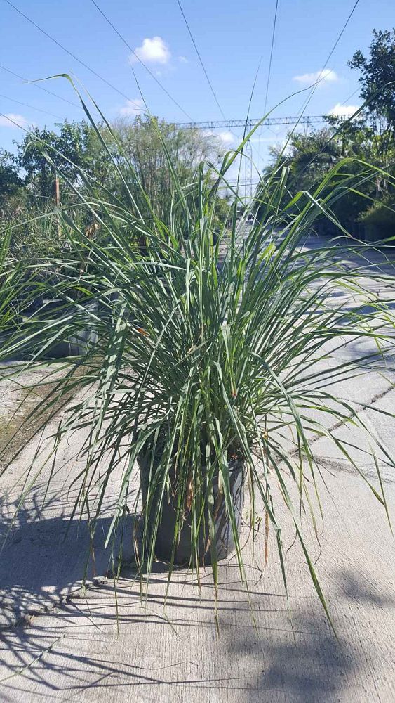 cymbopogon-citratus-lemongrass