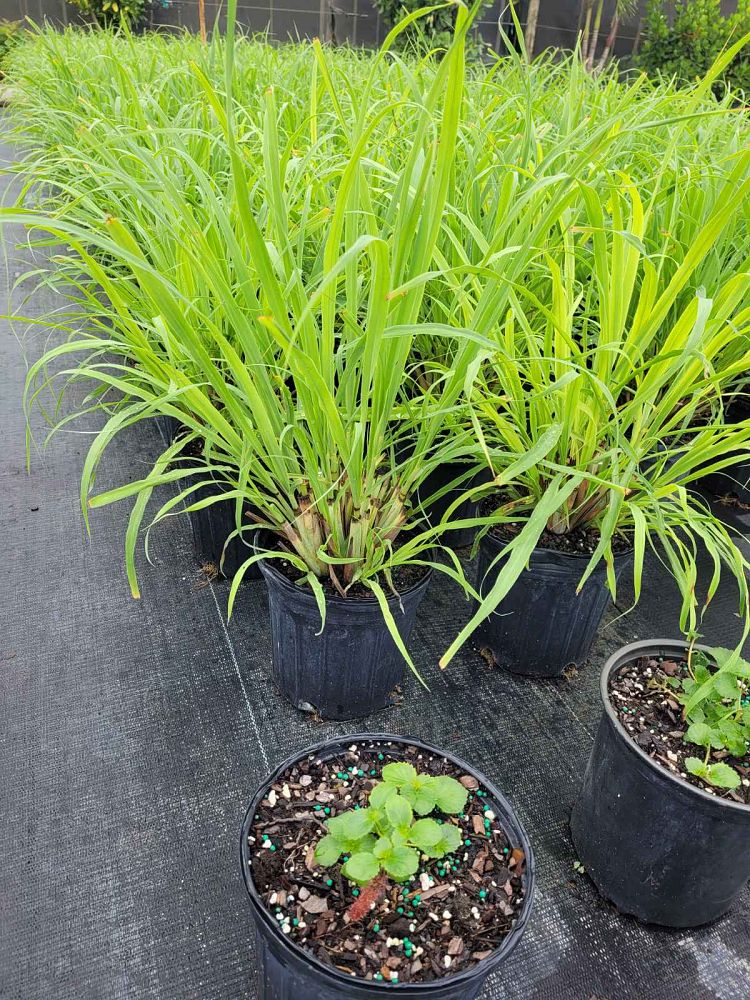 cymbopogon-citratus-lemongrass