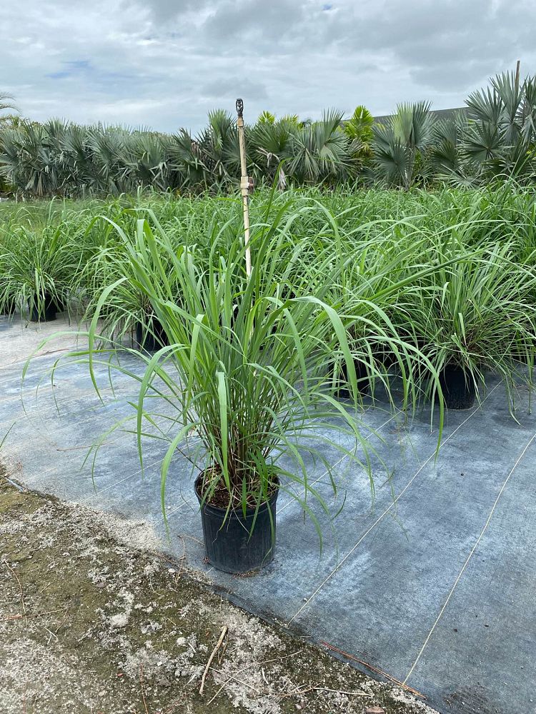 cymbopogon-citratus-lemongrass