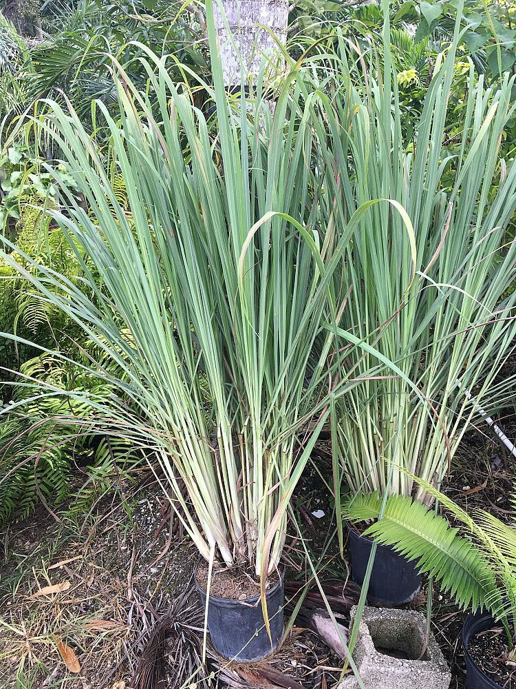 cymbopogon-citratus-lemongrass