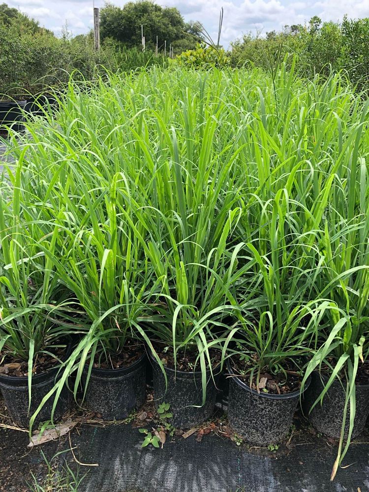cymbopogon-citratus-lemongrass
