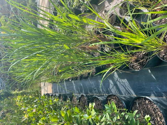cymbopogon-citratus-lemongrass