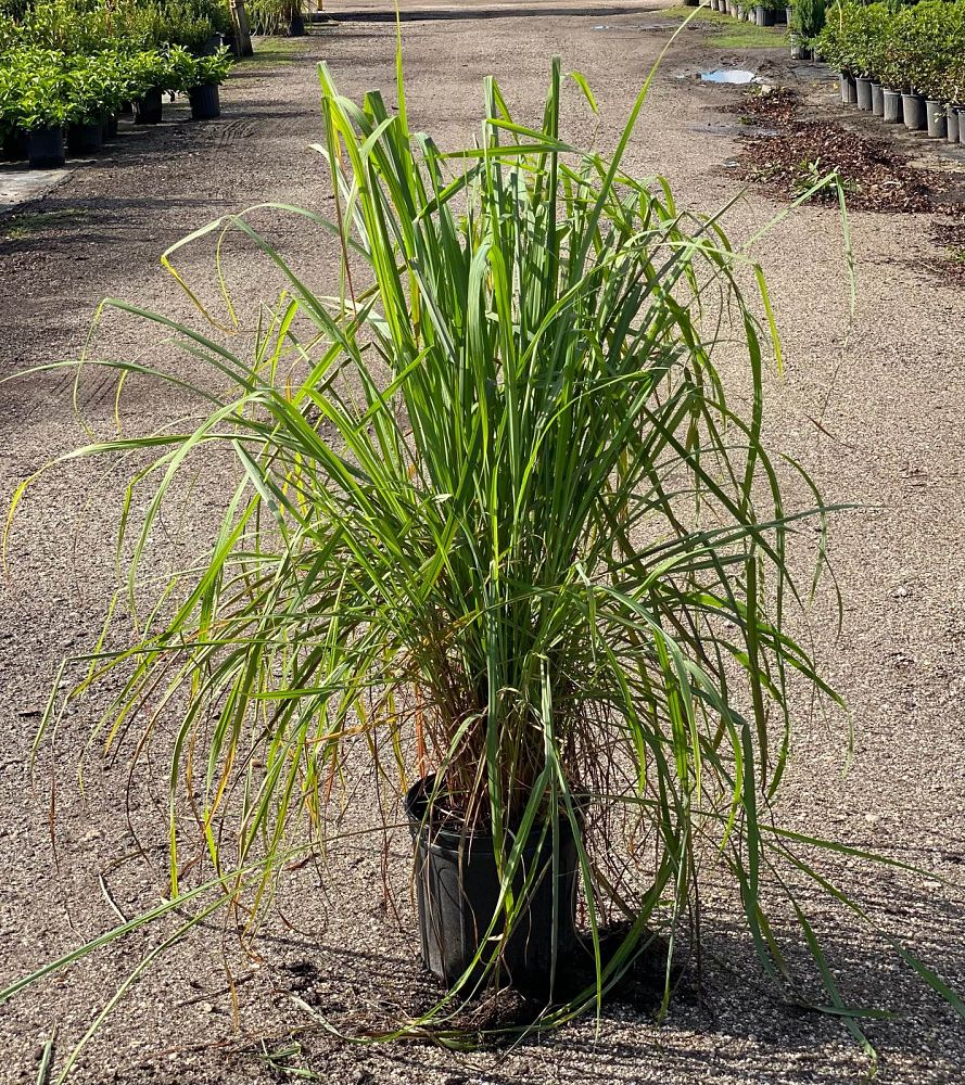 cymbopogon-citratus-lemongrass