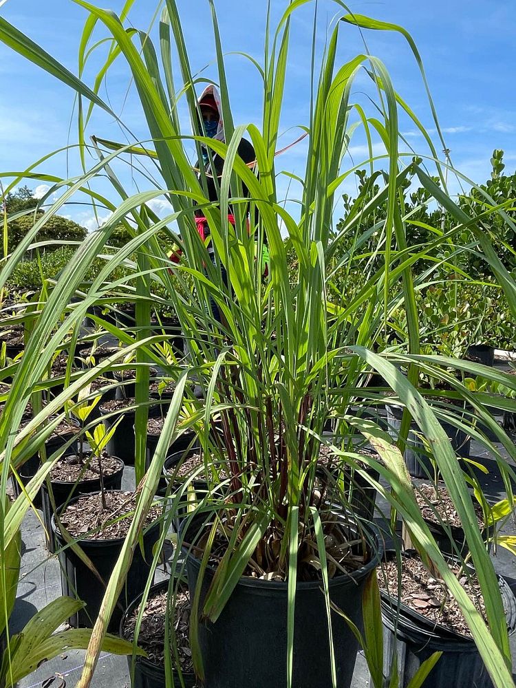 cymbopogon-citratus-lemongrass