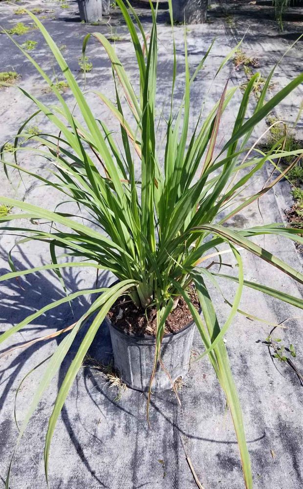 cymbopogon-citratus-lemongrass