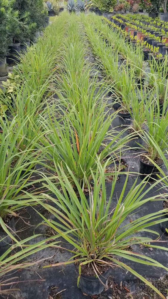 cymbopogon-citratus-lemongrass