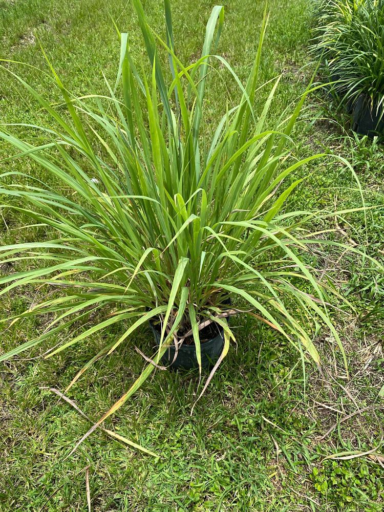 cymbopogon-citratus-lemongrass
