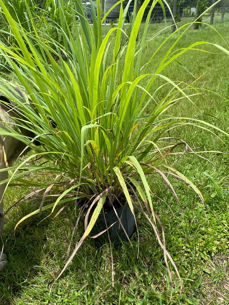 cymbopogon-citratus-lemongrass