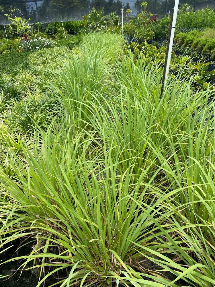 cymbopogon-citratus-lemongrass