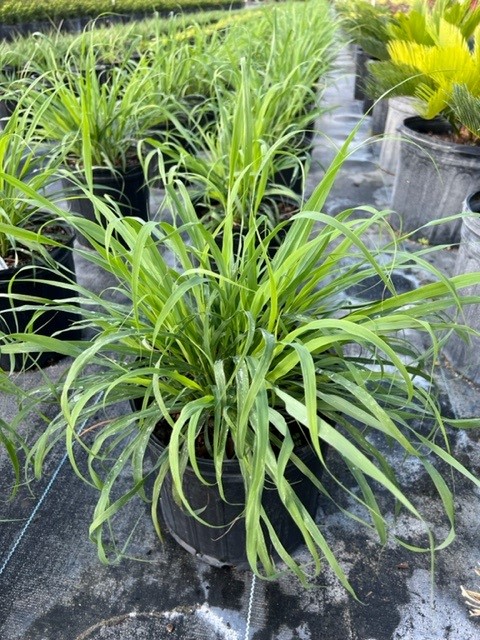 cymbopogon-citratus-lemongrass