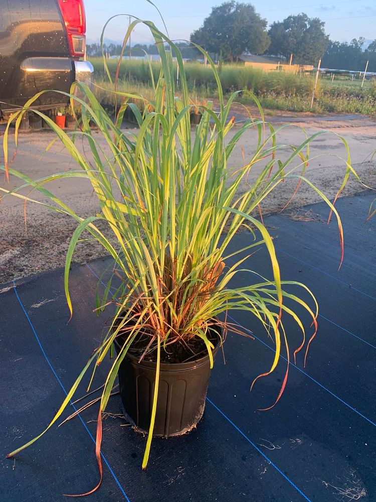 cymbopogon-citratus-lemongrass