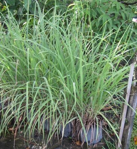 cymbopogon-citratus-lemongrass