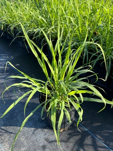 cymbopogon-citratus-lemongrass