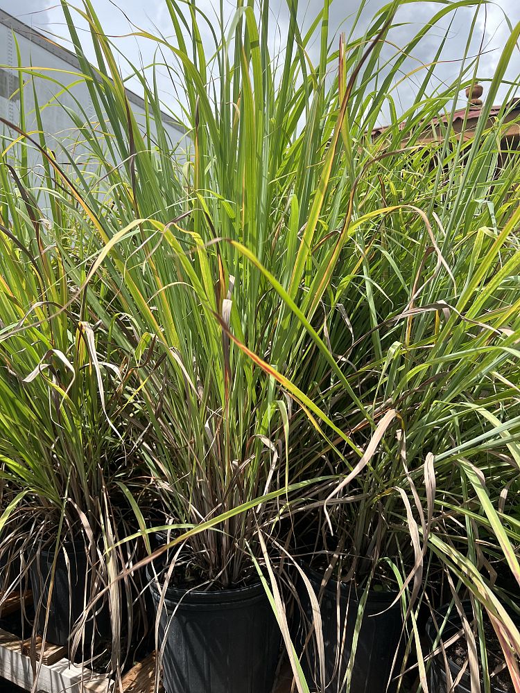 cymbopogon-citratus-lemongrass