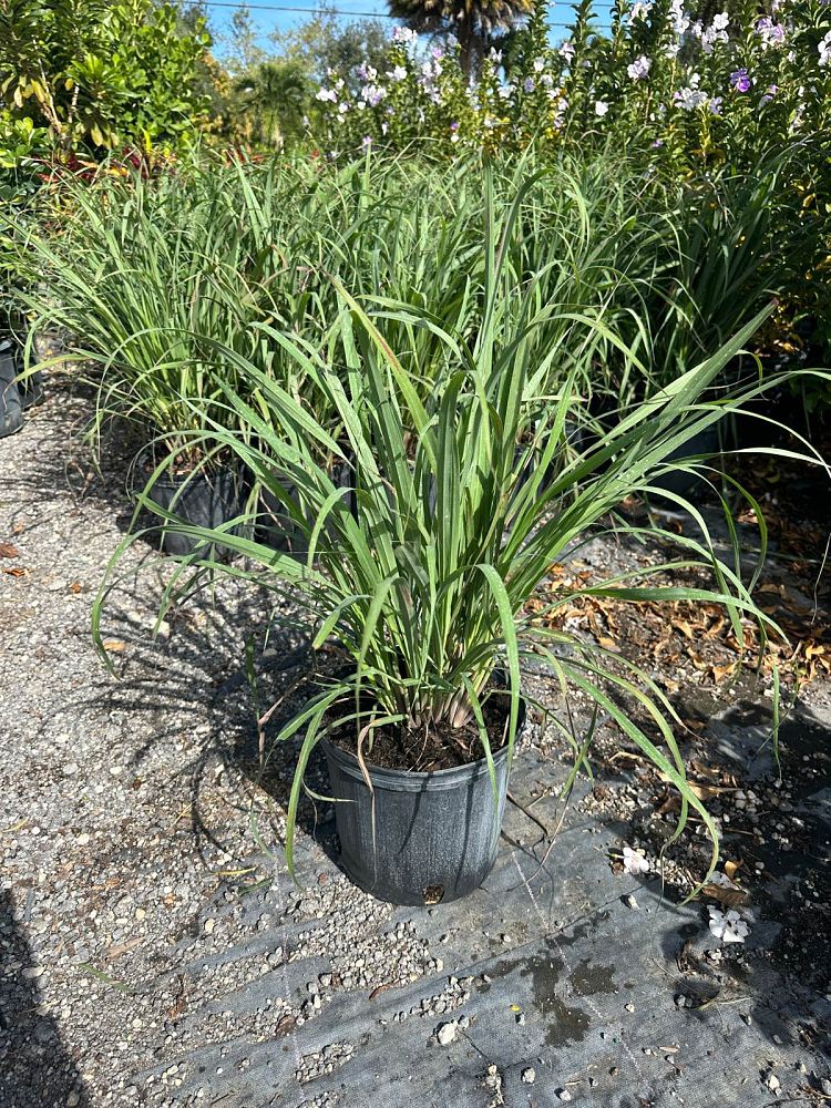cymbopogon-citratus-lemongrass
