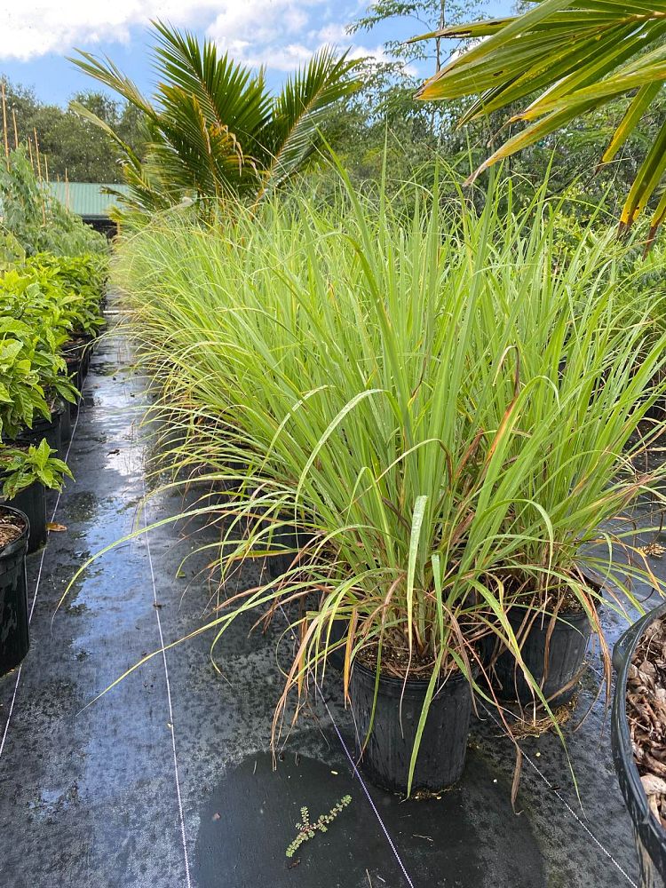 cymbopogon-citratus-lemongrass