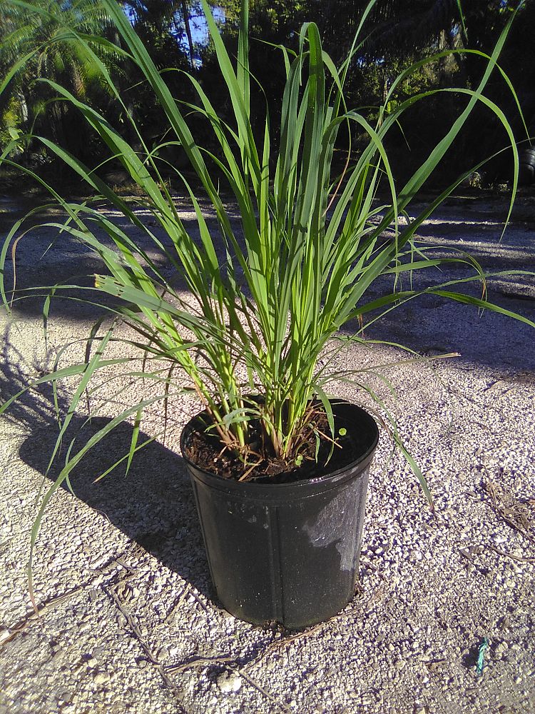 cymbopogon-citratus-lemongrass