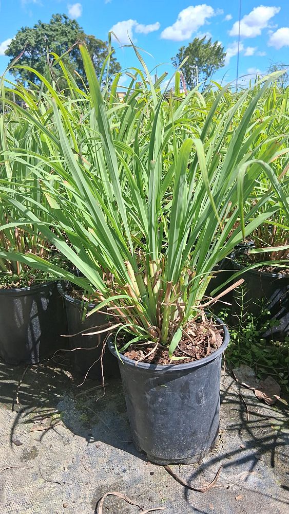 cymbopogon-citratus-lemongrass