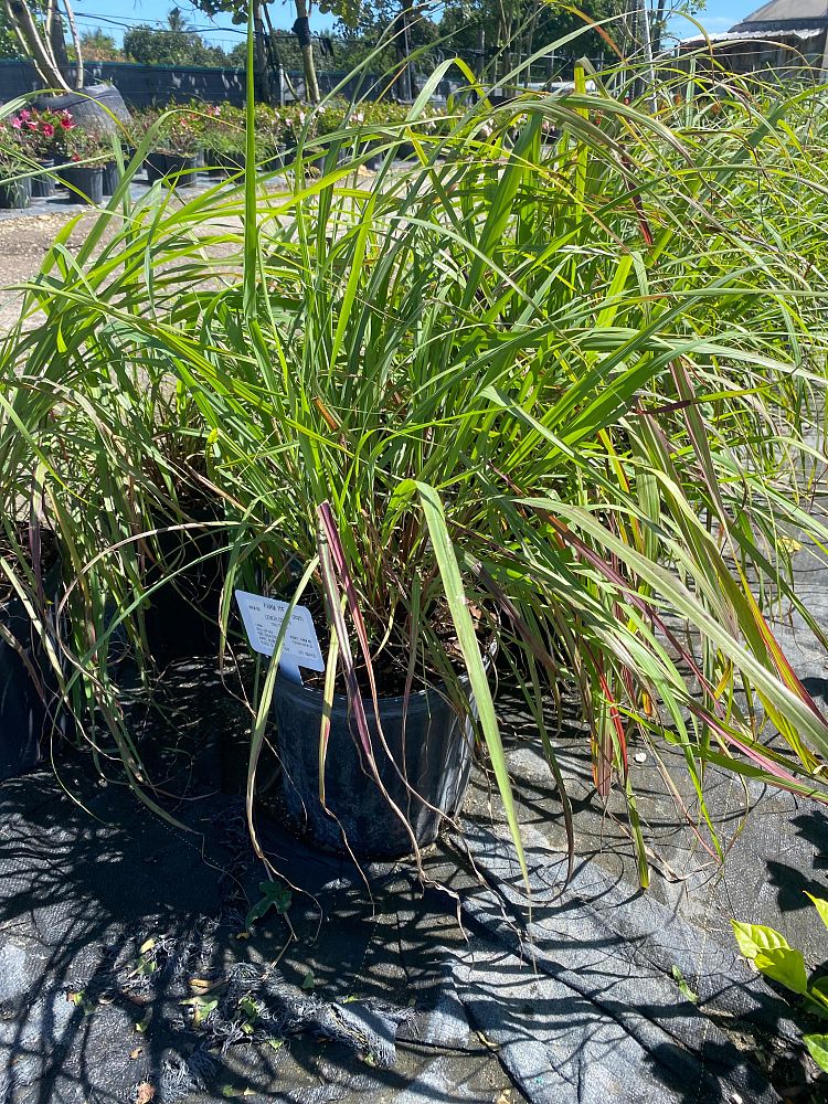 cymbopogon-citratus-lemongrass