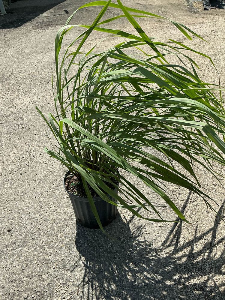 cymbopogon-citratus-lemongrass