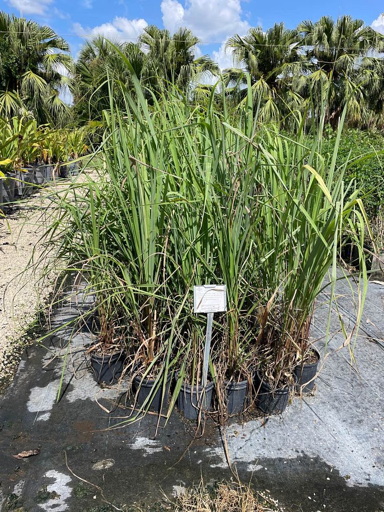 cymbopogon-citratus-lemongrass
