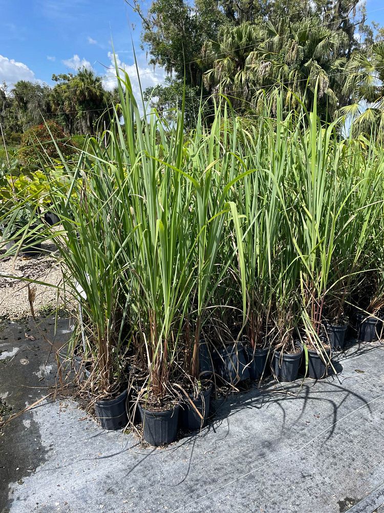 cymbopogon-citratus-lemongrass