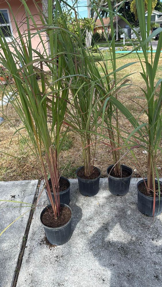 cymbopogon-citratus-lemongrass