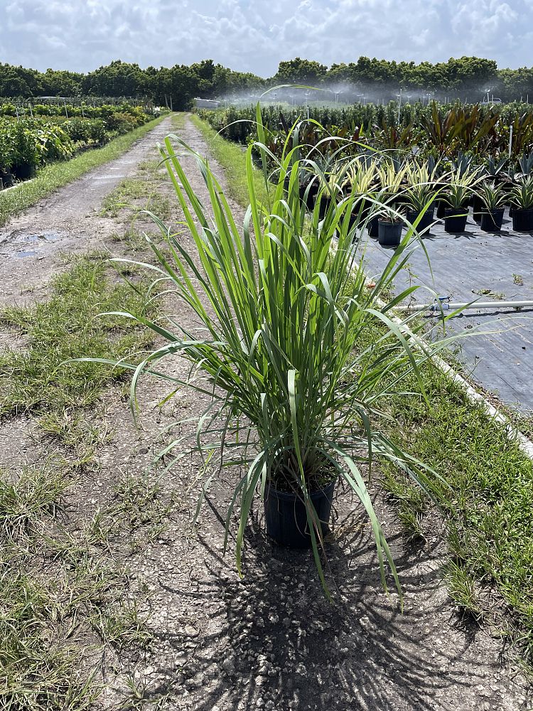 cymbopogon-citratus-lemongrass