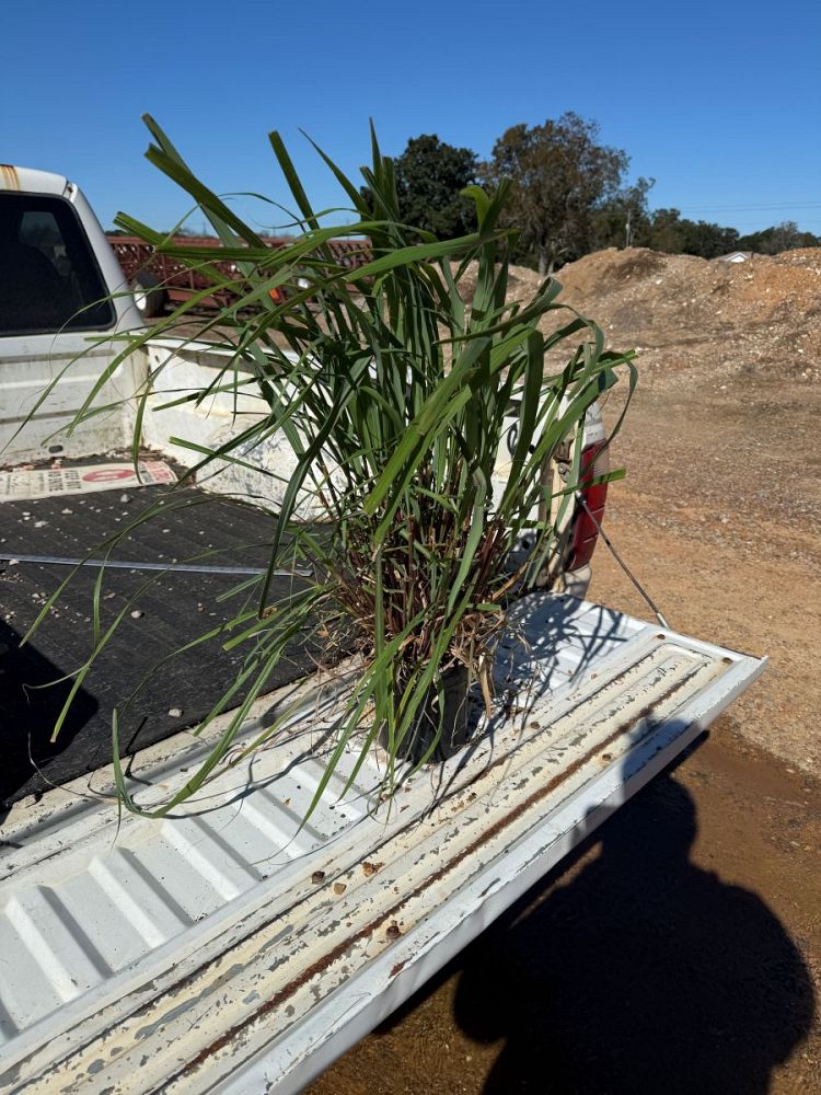 cymbopogon-citratus-lemongrass